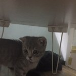 저희집 고양이<b>종류</b>가 뭘까요