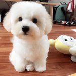 [<b>비숑</b>] 질풍노도 개춘기 <b>비숑</b> 백심쿵