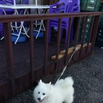 [강아지] 양평유기견발견ㅠ