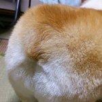 꼬집고 싶은 <b>웰시</b>코기 뒤태