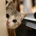 쳐다보는데 얼굴 <b>밀고</b> 싶다