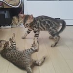 [하트민트] 캔유삘마하트민트6탄