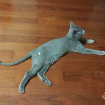 [고양이] 고양이를 <b>임보</b> 중입니다!