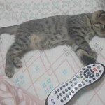 저희 호두 종류가 뭘까요?ㅠ