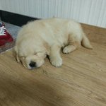 [강아지] 우리집 3살된 달이 소개해요.