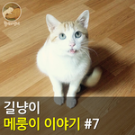 [메룽이<b>집사</b>] 길냥이 메룽이 이야기 #7