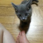 [고양이] 우리집 <b>러시안</b>블루 고양이를 소개해요~^^