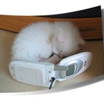 [엘루엘루] 엘루엘<b>루네</b> 고양이..8