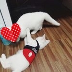 [고양이] 육묘일기