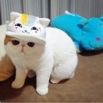 야물딱지게 <b>모자</b> 쓴 야옹이들