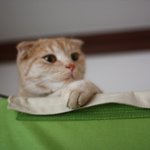 [고양이] 7살된 <b>안토니</b> 인사올려용 'ㅅ'