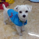 [강아지] 사랑스러운 말티푸, 달이에요^^ 