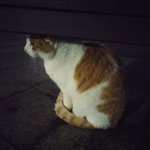 <b>고냥</b>이 사진