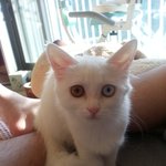 [고양이] 터앙 크림이