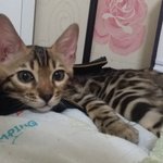 [하트<b>민트</b>] 캔유삘마하트민트 7탄~