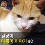 [메룽이<b>집사</b>] 길냥이 메룽이 이야기 #2