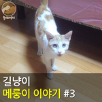 [메룽이<b>집사</b>] 길냥이 메룽이 이야기 #3
