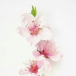 [드루와] 복숭아꽃 <b>스킬</b> ㄹㅇ효과있음
