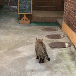이 냥이 <b>종류</b>가 뭔가요??