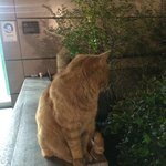 [고양이] 나는 대학교를 지키는 냐옹이다옹!!