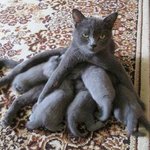 엄빠가 된 게 <b>뿌듯</b>한 고양이들