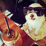 [강아지] 썬글라스가 너무 잘 어울리는 우리 궁둥이 