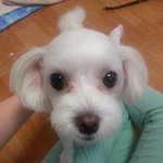 [<b>슈슈</b>랑레헴] <b>슈슈</b>가족이야기