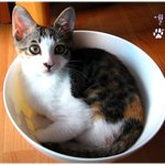 [엘루엘루] 엘루엘<b>루네</b> 고양이..9