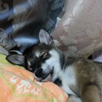 [강아지] <b>동동</b>&amp;복남 사랑해~