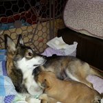 [강아지] 동동&amp;복남 사랑해~2