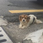 길강아지.. 어떻게하면좋을까요ㅠㅠ