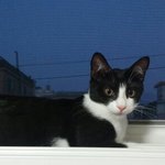 [고양이] 중성화에 대한 고찰과 안산 신도시 쥬x동물병원 환묘복...