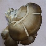 <b>버섯</b> 이름 아시는분 답급 부탁드립니다.