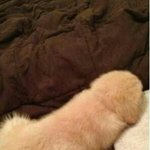 <b>울</b><b>집</b>강아지