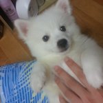 [강아지] 스피츠 <b>구름</b>이