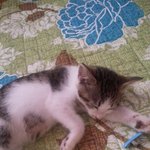 5.5개월댄 저희집 또미를 소개합니다