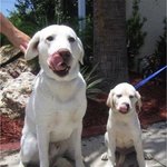 똑같이 생긴 <b>엄빠</b>와 아기개들