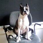 개 <b>방석</b>을 사줘야하는 이유