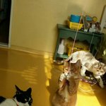 [고양이3분] 우리집냥이-새로운 가족 뜬금이