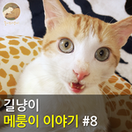 [메룽이<b>집사</b>] 길냥이 메룽이 이야기 #8