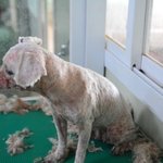 [유기견] [해피빈] <b>번식</b>장의 삶을 살고, 개장수에게 끌려갔던 아이들...