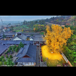 중국의 1,400년 된 은행나무.jpg