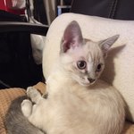 [멍냥이] 도쿄사는 멍냥이들 소개합니당