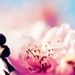 얘들아 벚꽃 배경<b>화면</b>으로 해