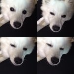 주인을 무는 개 <b>포포</b> 도와주세요