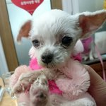 [유기견] [유기견 두식이] 임시보호 1일차 - 말끔해진 두식이