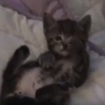 [EXO] 블랙냥이 VS 하얀냥이 귀여움<b>대결</b>