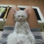 [고양이] 터앙 크림이2