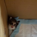 [고양이] 길냥이가 개냥이가 된 <b>사연</b>