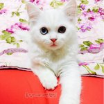 [옹심] 찹쌀떡같은 0.4살 스코티쉬 옹심이에요 :) 5